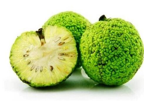 Maclura